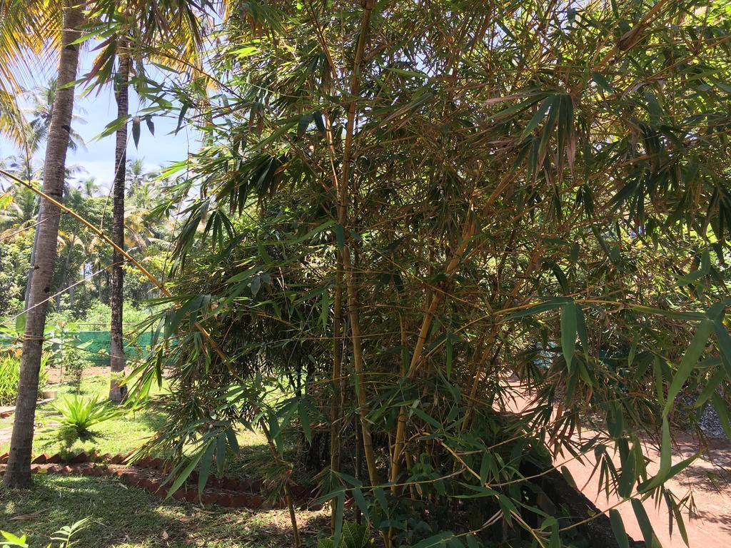 Divine Bliss Beach Resort Varkala Exteriör bild